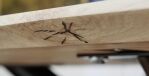 40150024-1_image_4